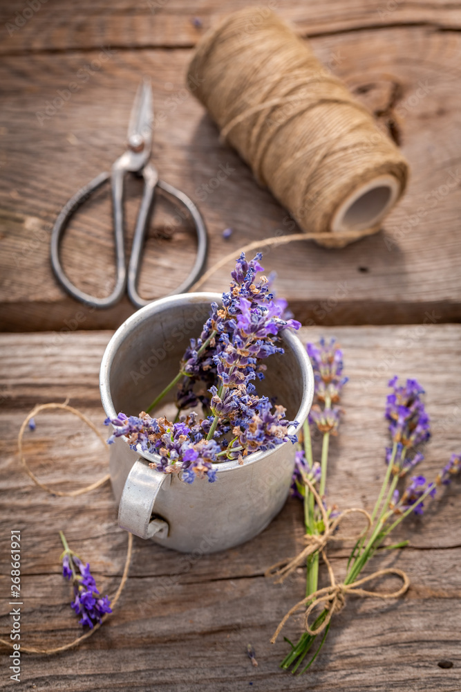 Fresh lavender preparation for home drying in summer Fresh lavender preparation for home drying in summer