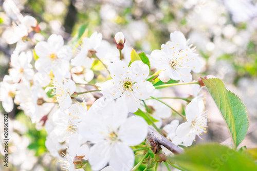 Cherry blossoms tree background © alexbush