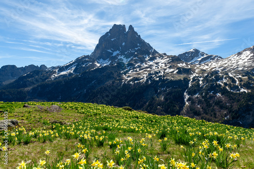 view of Pic du Midi Ossau with daffodils in springtime, french Pyrenees.