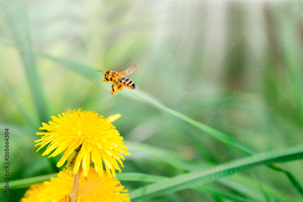Honey bee on beautiful flowers