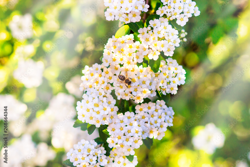 Bee on white flower close up macro while collecting pollen on nature green blurred background, banner for website. Spring. Panorama. space for your text. Bee on white flower close up macro while collecting pollen on nature green blurred background, banner for website. Spring. Panorama. space for your text.