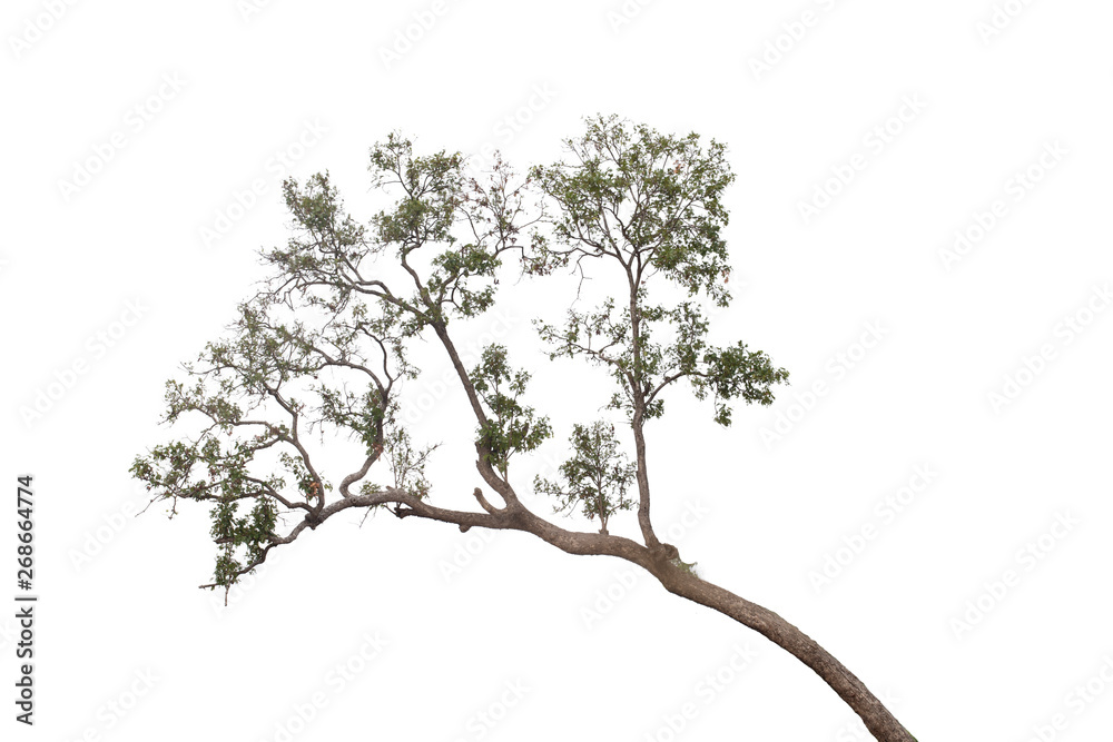 Fototapeta premium Tree isolated on white background.Clipping path.