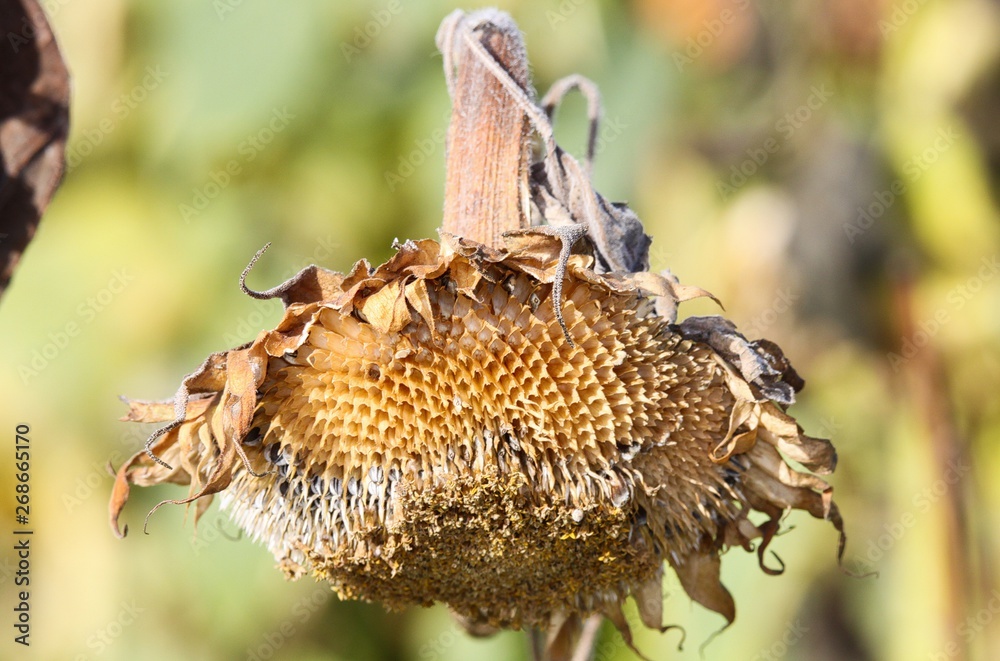 Close up of isolated sad brown faded sunflower (Helianthus annuus) blossom with hanging head in autumn with blurred background - Viersen, Germany Close up of isolated sad brown faded sunflower (Helianthus annuus) blossom with hanging head in autumn with blurred background - Viersen, Germany