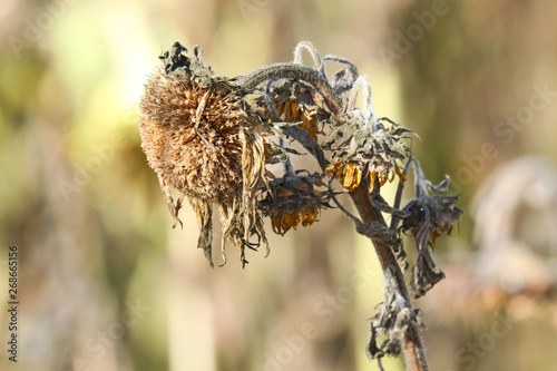 Close up of isolated sad brown faded sunflower  Helianthus annuus  blossom with hanging head in autumn with blurred background - Viersen  Germany