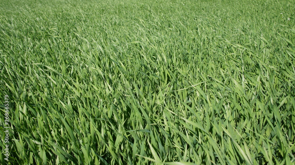 Summer green grass closeup. Large leaves. Agricultural field with plants in the sun. Background for graphic design of agro booklet. Summer green grass closeup. Large leaves. Agricultural field with plants in the sun. Background for graphic design of agro booklet.