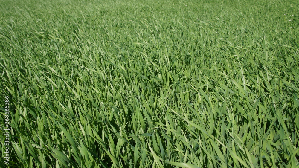 Obraz premium Summer green grass closeup. Large leaves. Agricultural field with plants in the sun. Background for graphic design of agro booklet.