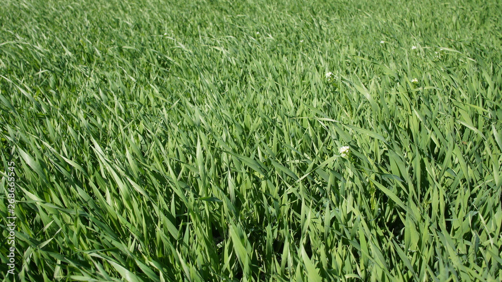 Summer green grass closeup. Large leaves. Agricultural field with plants in the sun. Background for graphic design of agro booklet. Summer green grass closeup. Large leaves. Agricultural field with plants in the sun. Background for graphic design of agro booklet.
