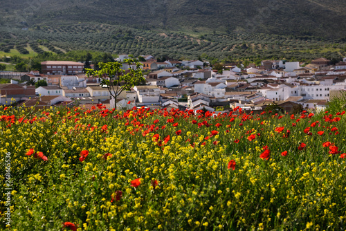 Red Poppies and Yellow Rocket weeds above Puerto Lope village farmland Andalusia Spain