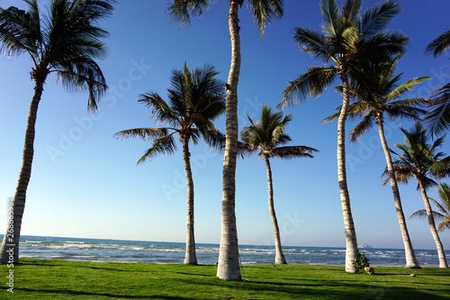 Palmen am Strand von Qurum in Maskat