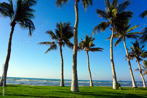 Fototapeta Naklejka Na Ścianę i Meble -  Palm trees at Qurum Beach