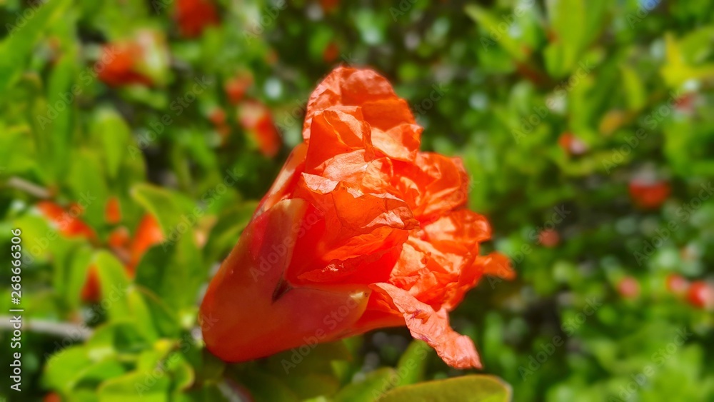Obraz premium Pomegranate flower in spring