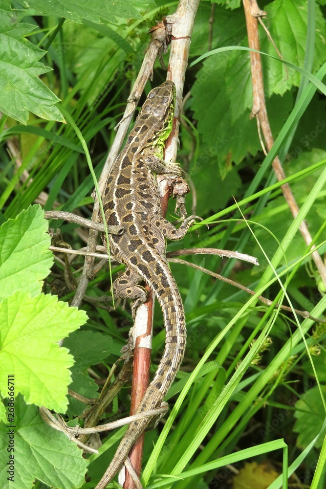 Naklejka premium European lizard on plant in the garden, closeup
