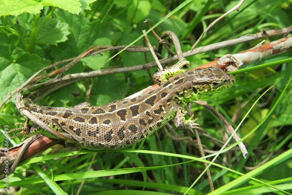 Pregnant lizard on plant branch in the garden, closeup