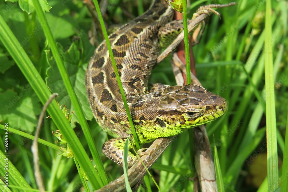 Brown lizard in the garden on natural green grass background, closeup Brown lizard in the garden on natural green grass background, closeup