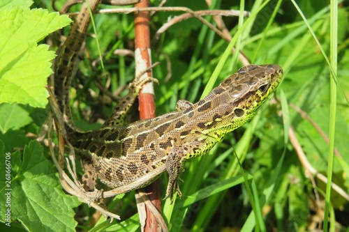 European lizard in the garden, closeup 