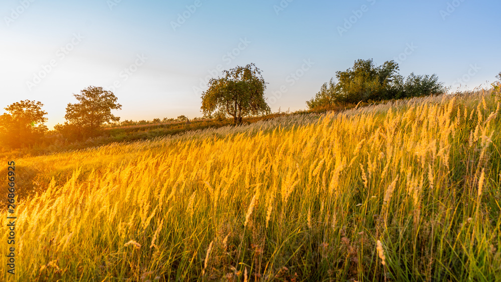 Goden summer sunset nature trees