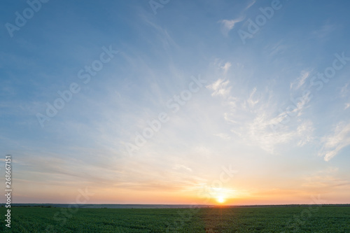 Sunset over green wheat field photo