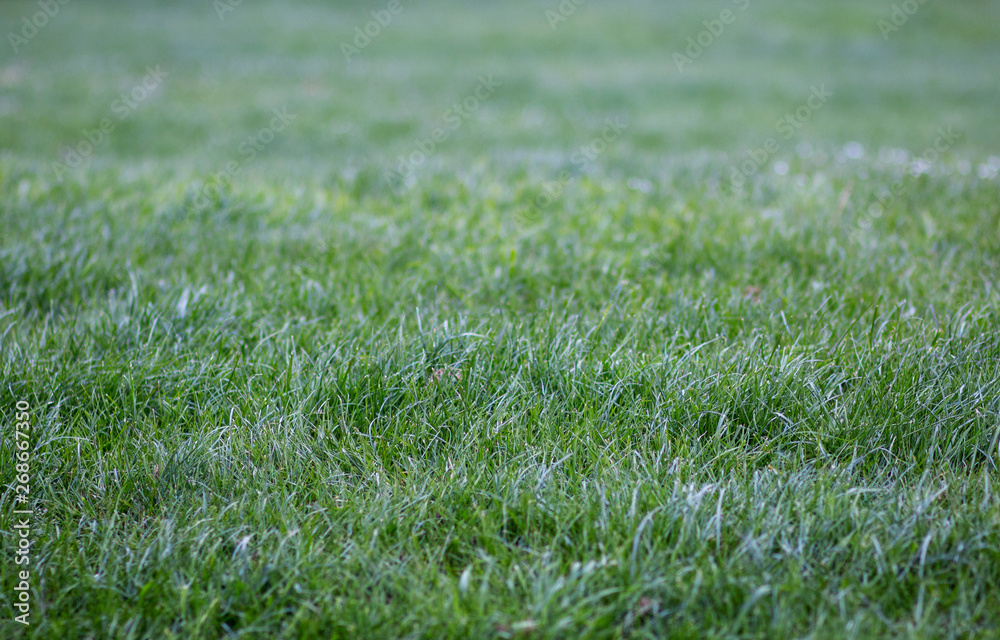 fresh dew on beautiful young green grass