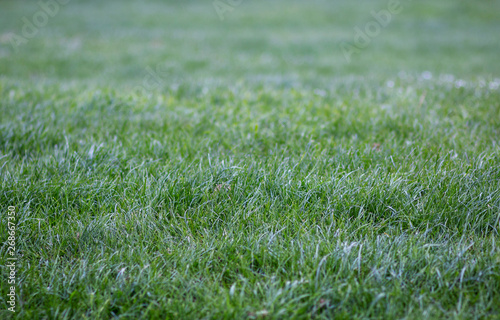 fresh dew on beautiful young green grass