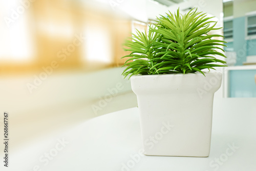 Small green fresh vintage tree in white flowerpot on table in office.