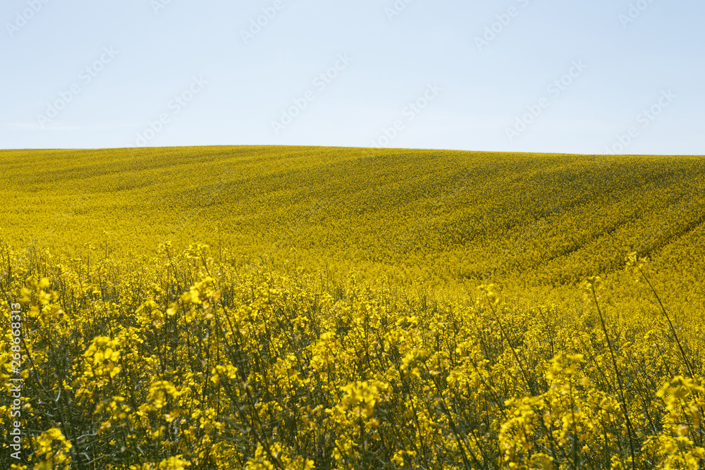 Sunset over the rapeseed field among the hills