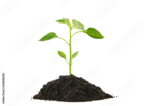Φωτογραφία Saplings seedlings in black soil isolated on white background