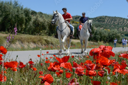red poppies with horses and riders