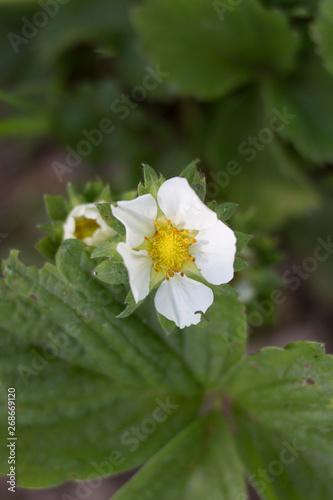 strawberry flower