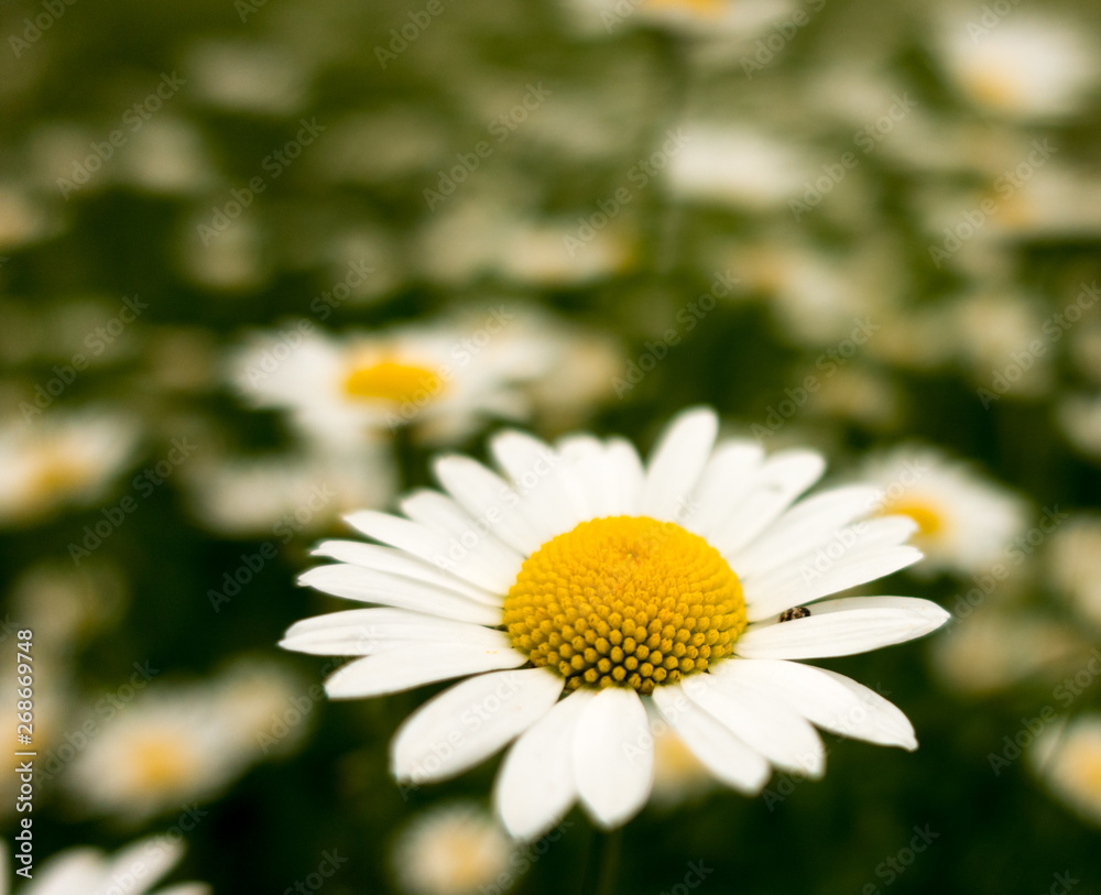 Obraz premium Weiße Blühte im Sommer