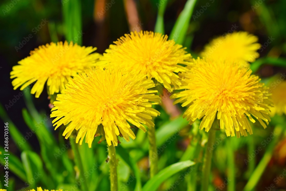 Beautiful yellow dandelion in the spring in the meadow.