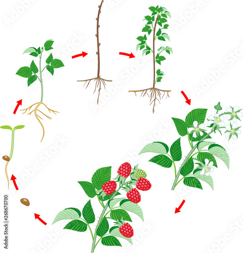 Two year life cycle of raspberry isolated on white background. Growth stages from seed to scrub and harvest of red berries isolated on white background