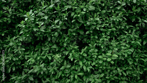 background and texture of the wall of natural green small leaves. eco wallpaper