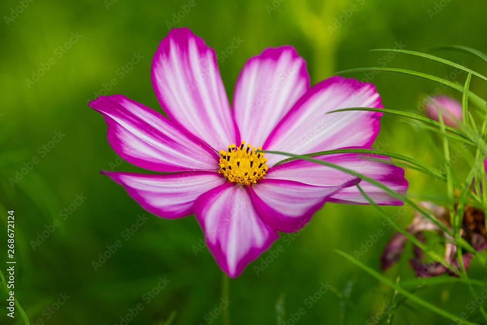 purple flower purple flower