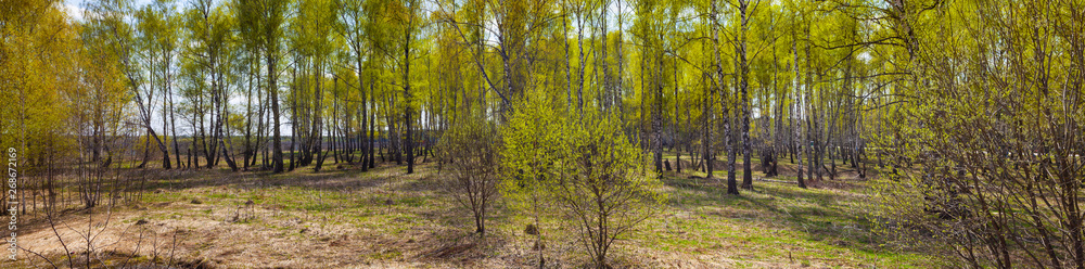 Birch grove on a sunny day.