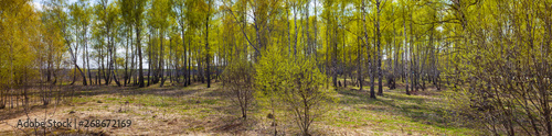 Birch grove on a sunny day.