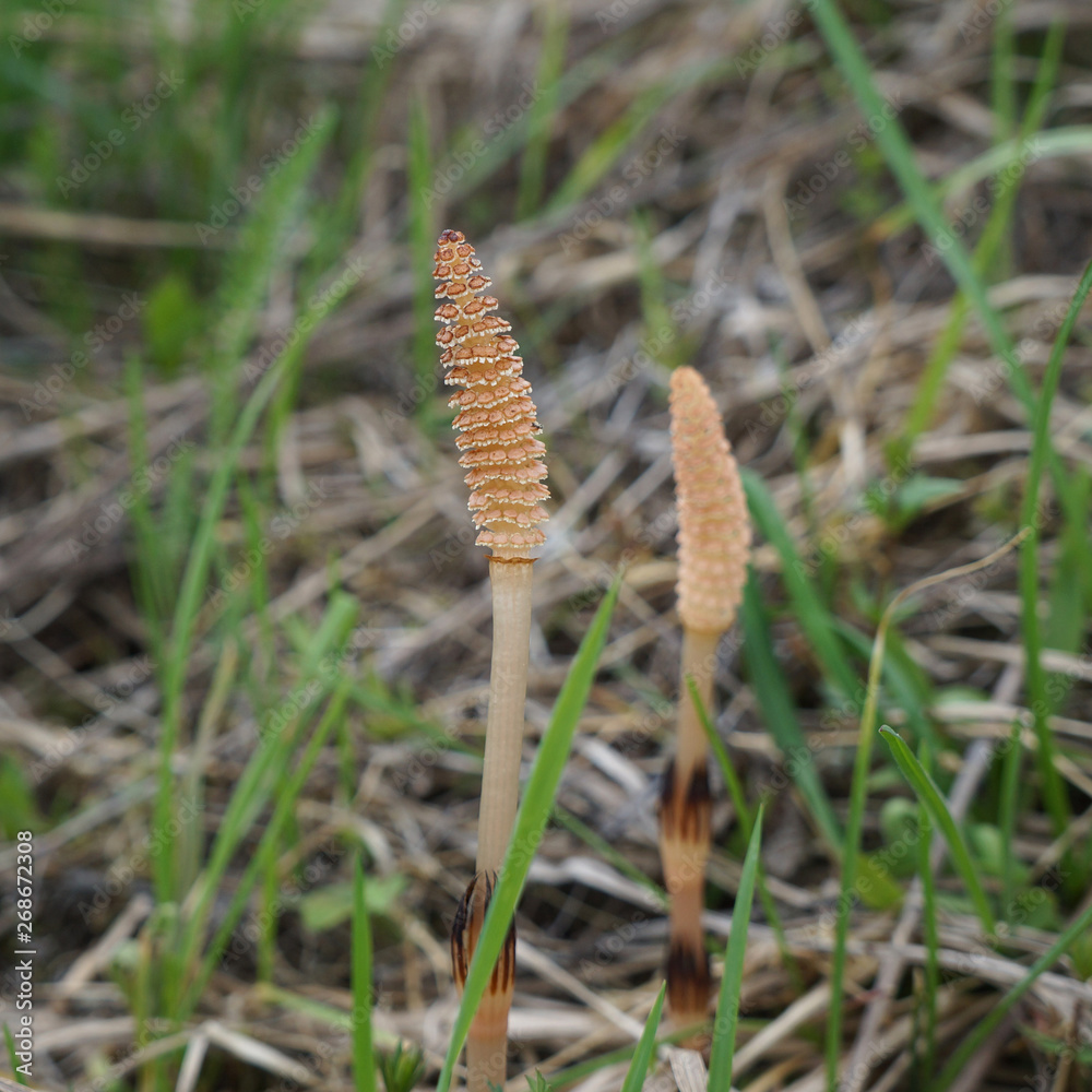 Field horsetail or common horsetail (Equisetum arvense), fertile spore-bearing stems. Close-up view, selective focus Field horsetail or common horsetail (Equisetum arvense), fertile spore-bearing stems. Close-up view, selective focus