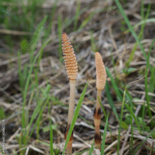 Field horsetail or common horsetail (Equisetum arvense), fertile spore-bearing stems. Close-up view, selective focus photo