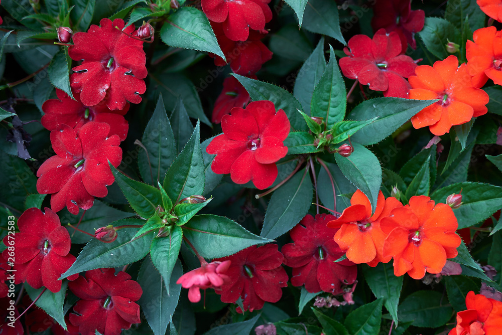 Impatiens New Guinea