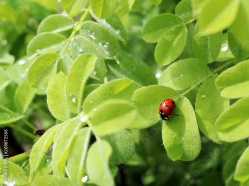One Ladybug on grass. Summer season.