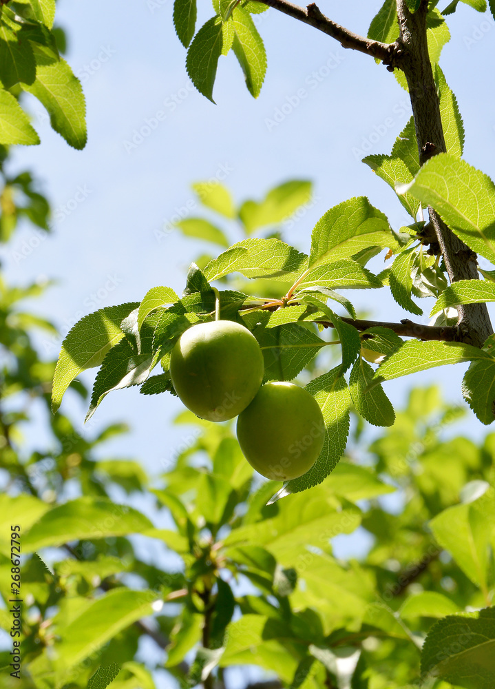 plums and leaves in plum tree