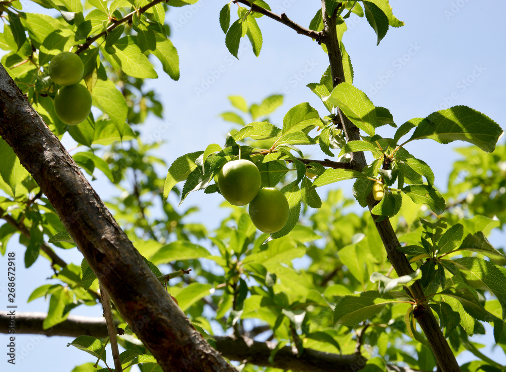 plums and leaves in plum tree