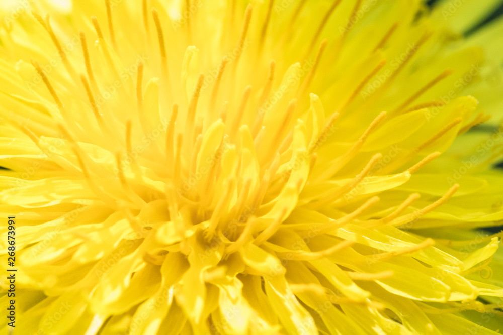 The macro sot of the background or the texture of the yellow dandelion flower in the sunny weather The macro sot of the background or the texture of the yellow dandelion flower in the sunny weather