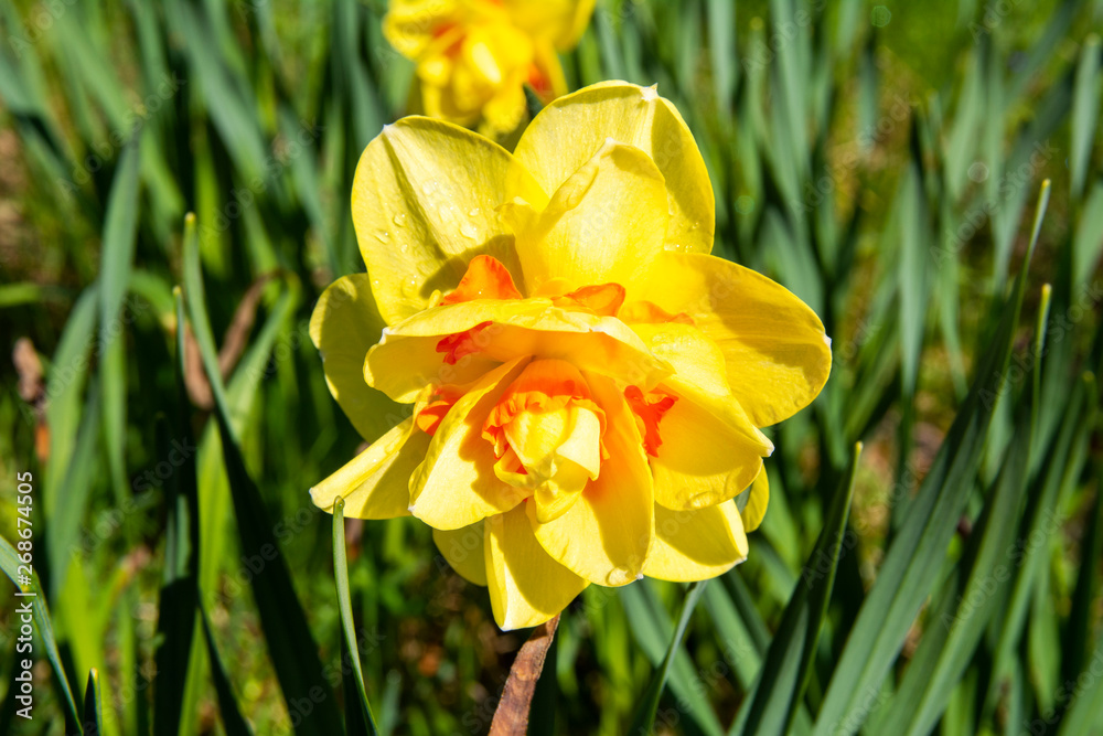 Pretty daffodil flower in Flower Valley (Blomdalen Kukkalaakso), Gullö, Raseborg, Finland Pretty daffodil flower in Flower Valley (Blomdalen Kukkalaakso), Gullö, Raseborg, Finland