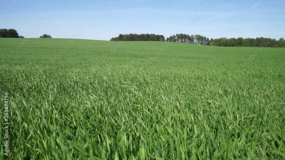 The wind sways summer green grass and an agricultural field with plants in the sun. Background for graphic design. The wind sways summer green grass and an agricultural field with plants in the sun. Background for graphic design.