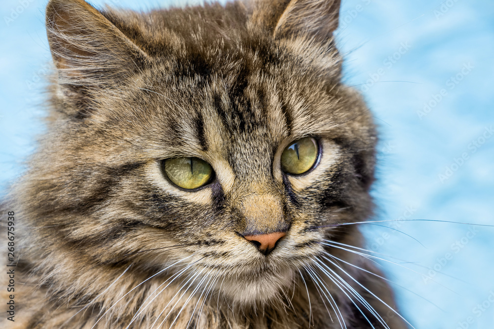 Portrait of a gray striped cat close up on a blue background_