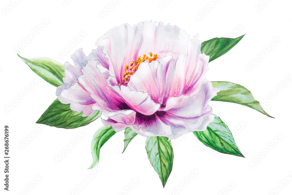 Obraz premium Beautiful white peony. Bouquet of flowers. Floral print. Marker drawing. Watercolor painting. Wedding and birthday composition. Greeting card. Flower painted background. Hand drawn illustration.