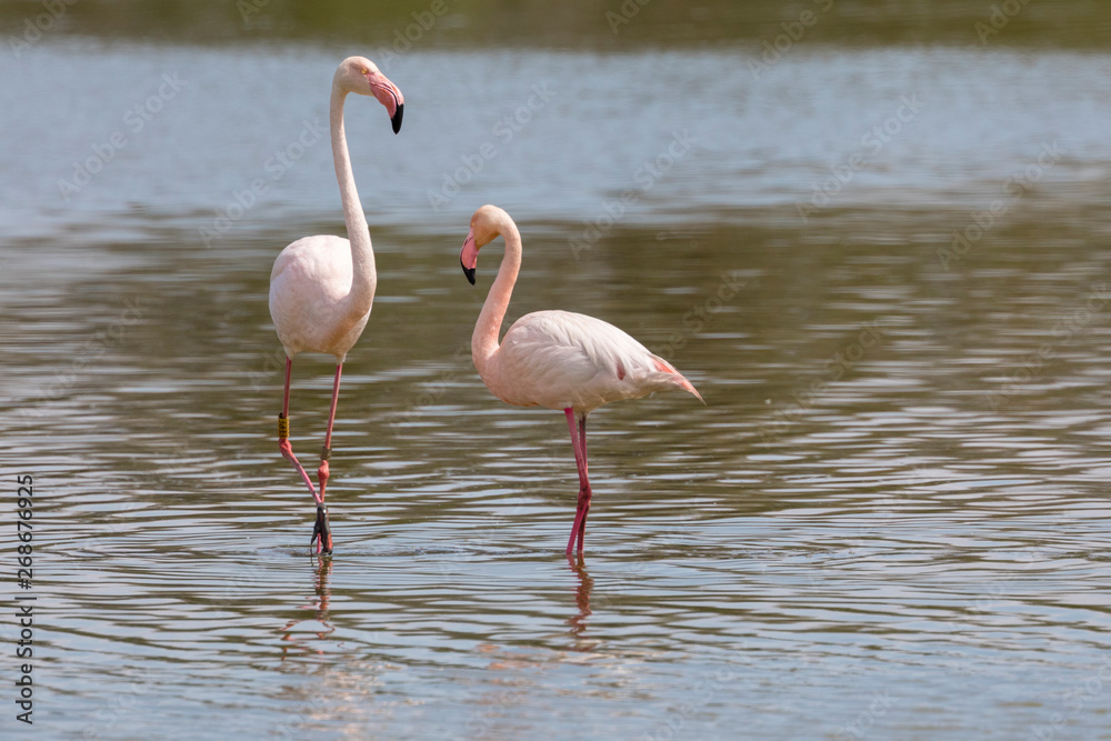 Paring of Greater flamingos, Phoenicopterus roseus, in Camargue, France