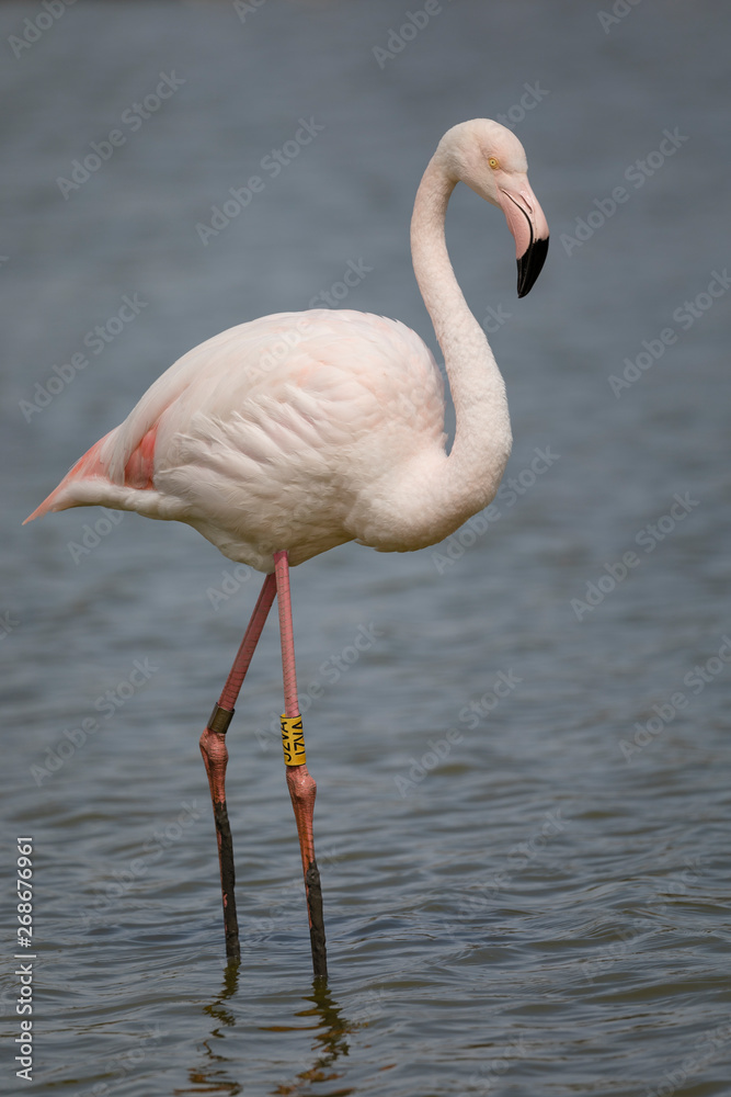 Portrait of a Greater flamingos, Phoenicopterus roseus, in Camargue, France