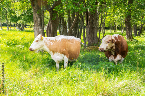 Local cattle (cow and bull) in the meadows of Kauklahti, Espoo, Finland