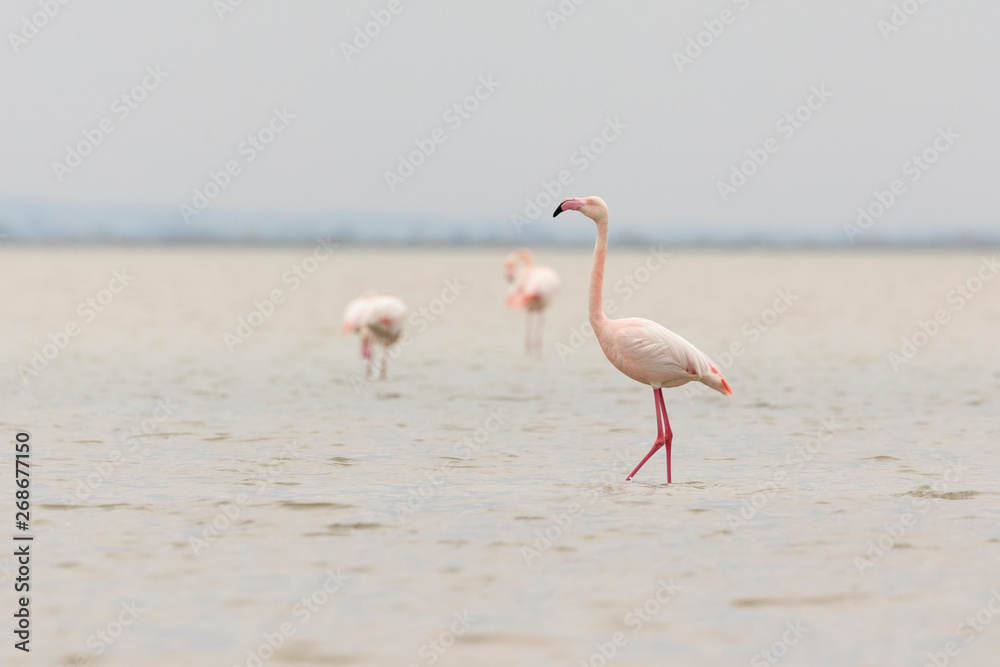 Fototapeta premium Greater flamingos, Phoenicopterus roseus, in Camargue, France